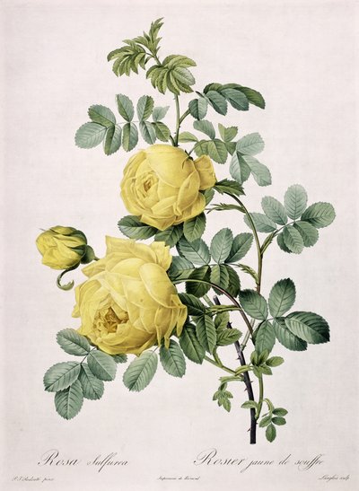 Rosa Sulfurea, Engraved by Langlois, from 